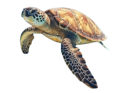 tortue Harmony